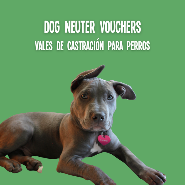 Dog Neuter Vouchers Vales de Castración para Perros Animal Welfare