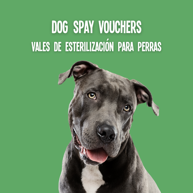 Dog Spay Vouchers Vales de Esterilización para Perras Animal
