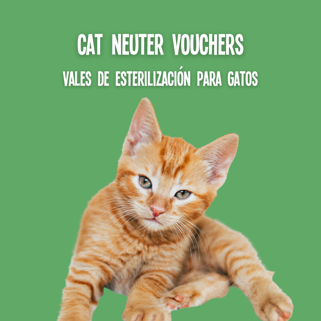 Cat Neuter Vouchers Vales de Castración para Gatos Animal Welfare