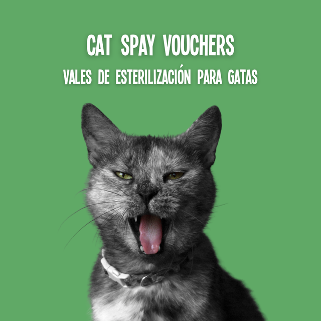 Cat Spay Vouchers Vales de Esterilización para Gatas Animal Welfare